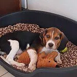 Beagle - tom (tremelo, be) 3 Adorable beagle puppy lying in a dog bed with a plush toy.