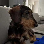 Teckel nain poil dur - gusti (dudelange, lux) 2 Cute dachshund puppy relaxing on a sofa at woefkesranch.