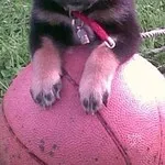 Shiba inu 8 Schattige shiba inu puppy met zwart en tan vacht op grasveld.