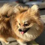Pomeranian - fluffy 3 Kleine pomeriaan hond met pluizige vacht en vrolijk gezicht.