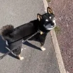 Shiba inu 9 Adorable black and tan shiba inu dog on a walk with a leash.
