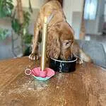 Nikey - cockapoo (improper coat) 3 Nikey cockapoo puppy eating from a black bowl on a wooden table.