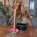 Nikey - cockapoo (improper coat) 2 Cute cockapoo puppy with a lit candle on a wooden table.