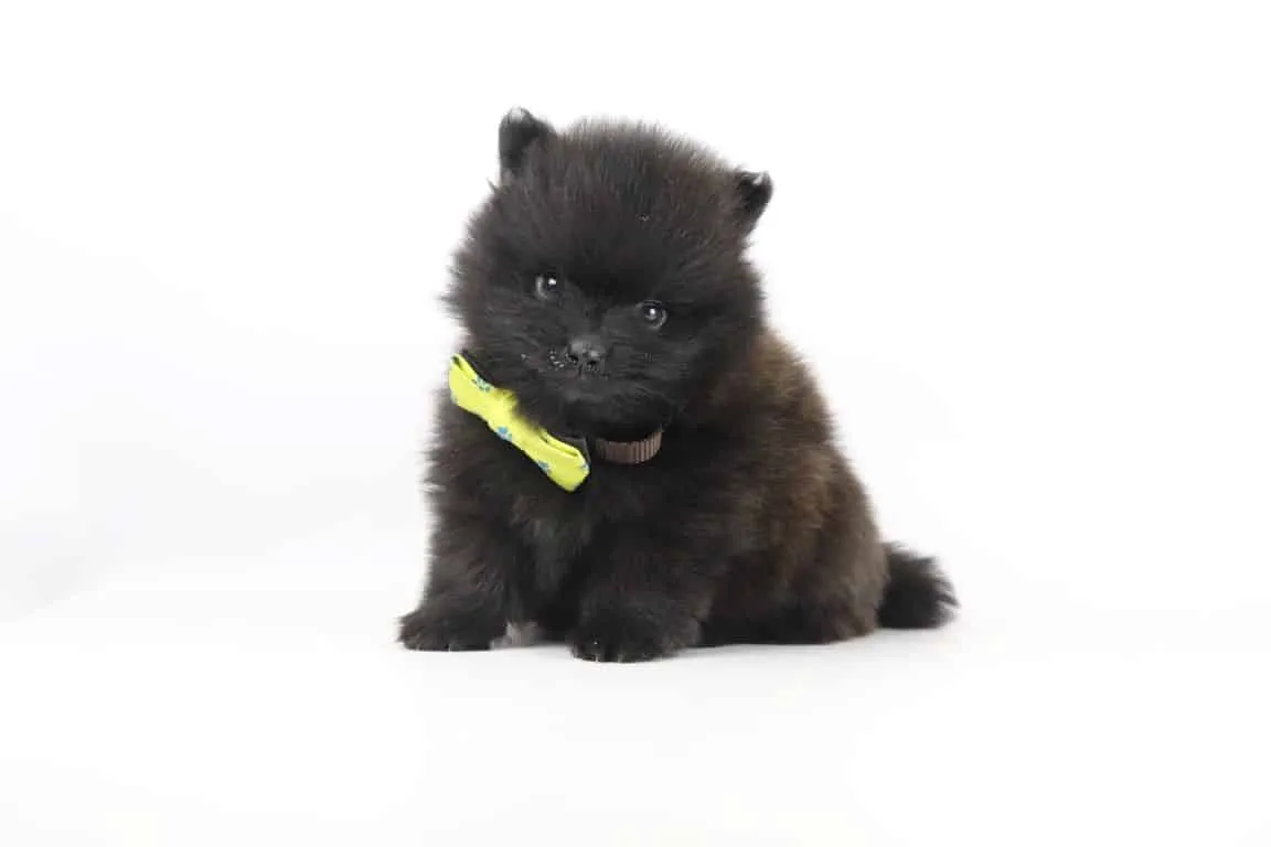 Pomeranian-züchter: pomeranian-welpen in top-qualität 11 Pomeranian-welpe zu verkaufen bei woefkesranch