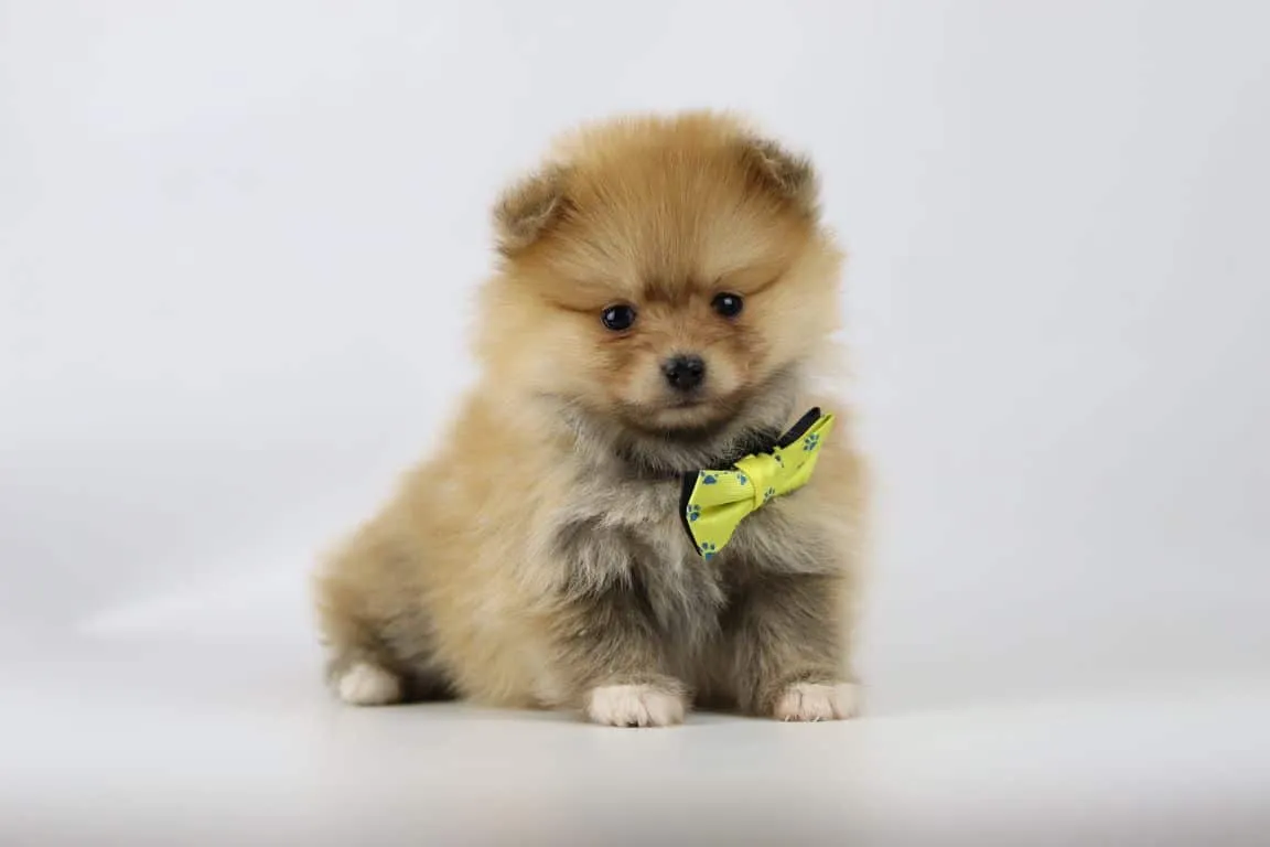 Pomeranian-züchter woefkesranch mit einem pomeranian-welpen