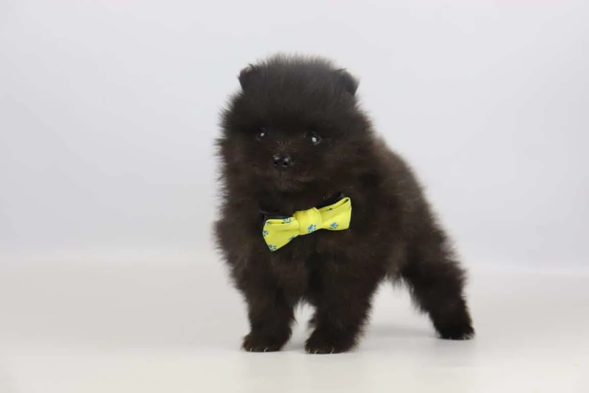 Éleveur de poméraniens : chiots poméraniens de première qualité 8 Poméranien noir de woefkesranch