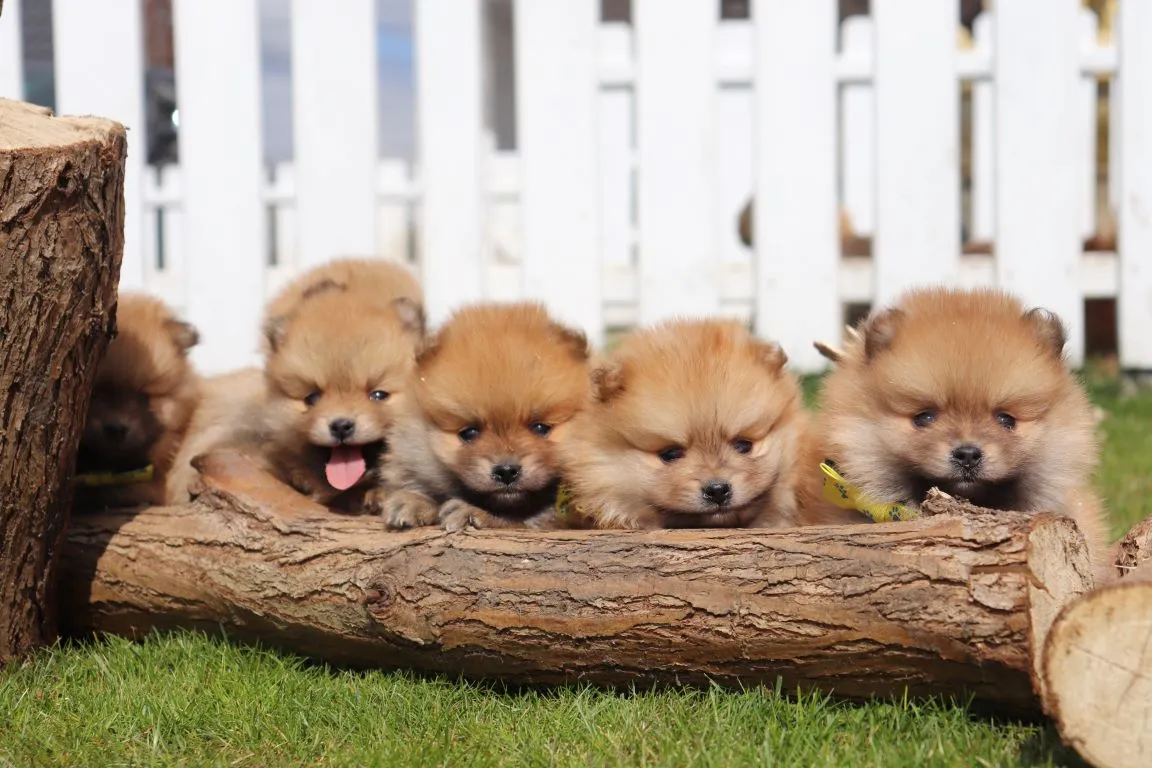 Pomeranian-züchter: pomeranian-welpen in top-qualität 12 Zwergspitz-welpen von woefkesranch