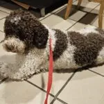 Lagotto romagnolo - bono 1