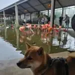 Shiba inu - koda 13