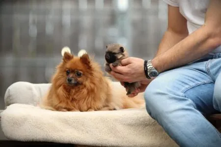 Spitz nain puppy te koop