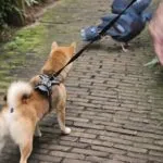 Shiba inu - koda 11