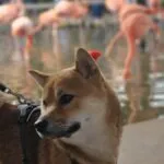 Shiba inu - koda 9