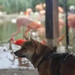 Shiba inu - koda 8