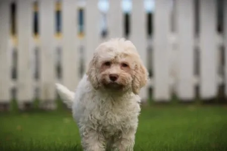 Lagotto Romagnolo puppy te koop
