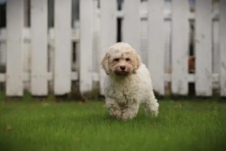 Lagotto Romagnolo puppy te koop