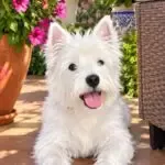 West highland white terrier - chipie 7