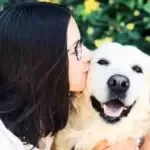 Golden retriever - nala 2
