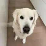 Golden retriever - nala 3
