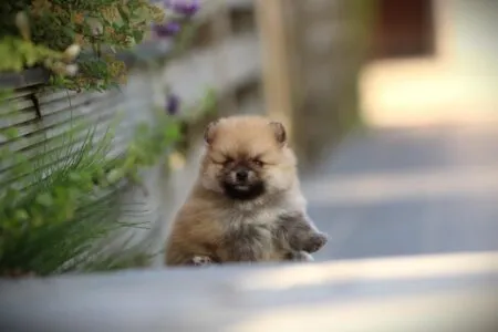 Zwergspitz puppy te koop