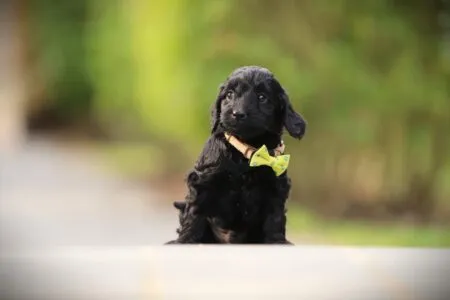 Cockapoo puppy te koop