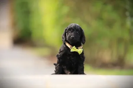Cockapoo puppy te koop