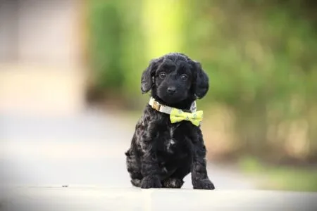 Cockapoo puppy te koop
