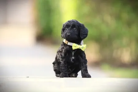 Cockapoo puppy te koop