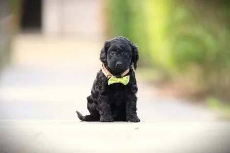 Cockapoo puppy te koop