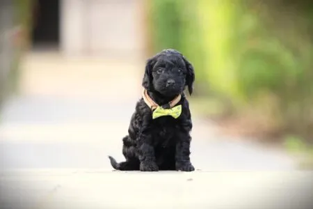 Cockapoo puppy te koop