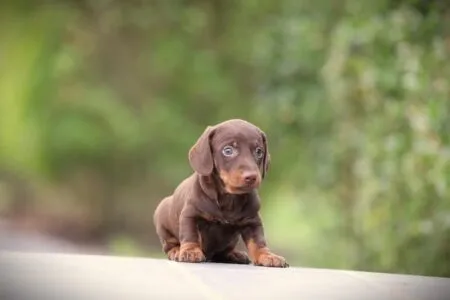 Miniature Dachshund puppy te koop