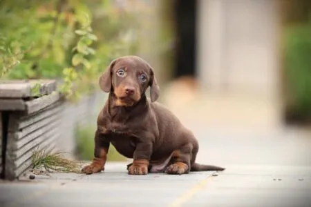 Miniature Dachshund puppy te koop