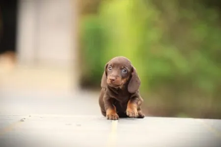 Miniature Dachshund puppy te koop