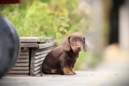Miniature Dachshund puppy te koop