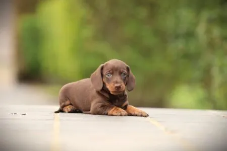Miniature Dachshund puppy te koop