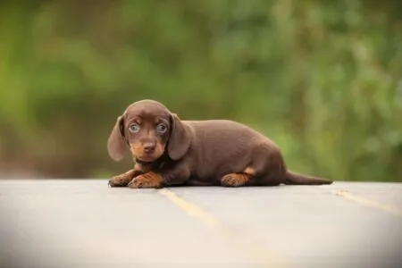 Miniature Dachshund puppy te koop