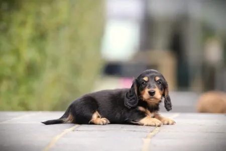 Zwergteckel puppy te koop