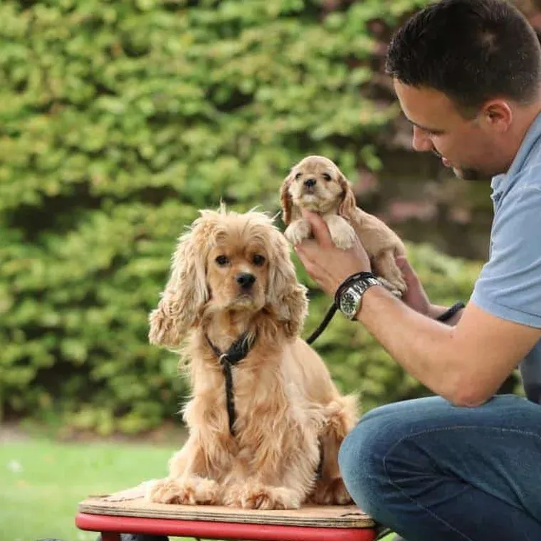 American cocker spaniel 3 A woefkesranch family member kneeling in the garden holding a puppy, beside its mother, an adult american cocker spaniel