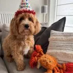 Maltipoo - milou 1