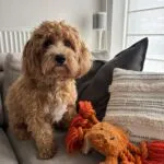 Maltipoo - milou 2