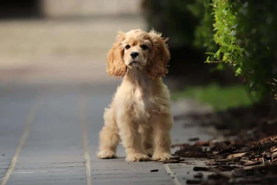 American cocker spaniel 10