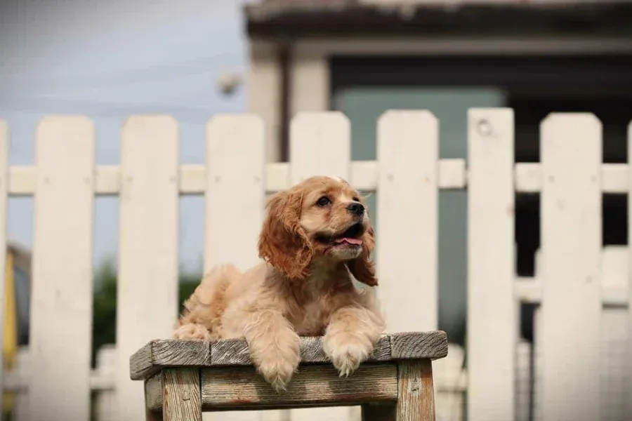 American cocker spaniel 6