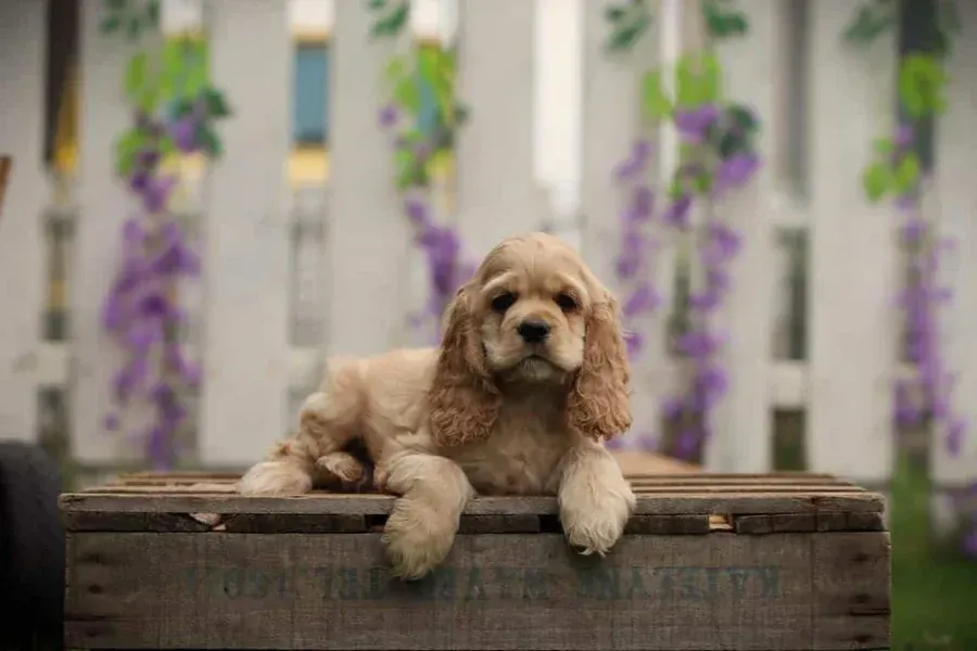 American cocker spaniel 9