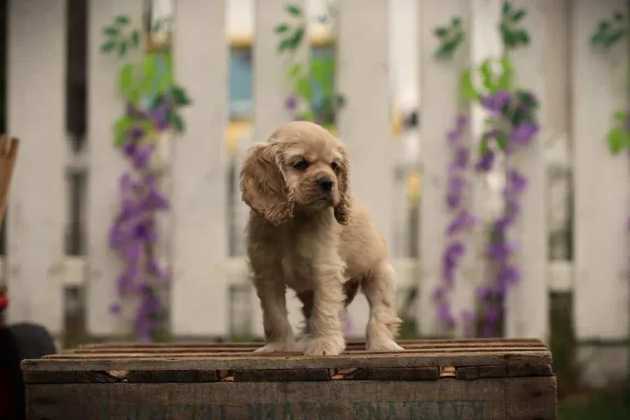 American cocker spaniel 11
