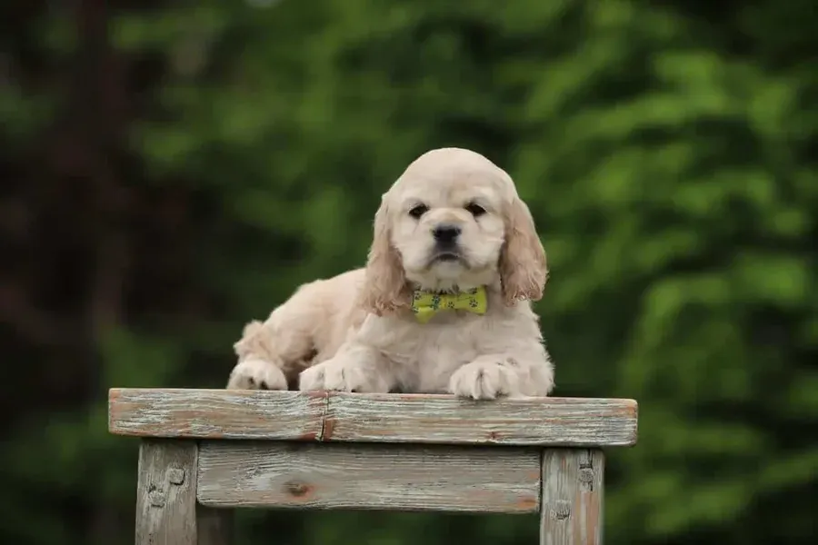 American cocker spaniel 14 An american cocker spaniel puppy bred at woefkesranch lying on a weathered wooden bench in the garden, wearing a green bow tie
