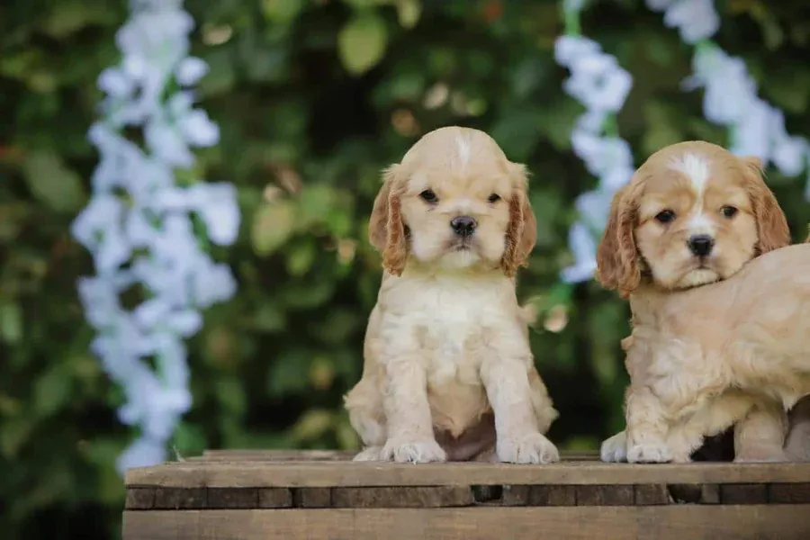 American cocker spaniel 13 Two american cocker spaniel puppies bred at woefkesranch sitting side by side on a crate