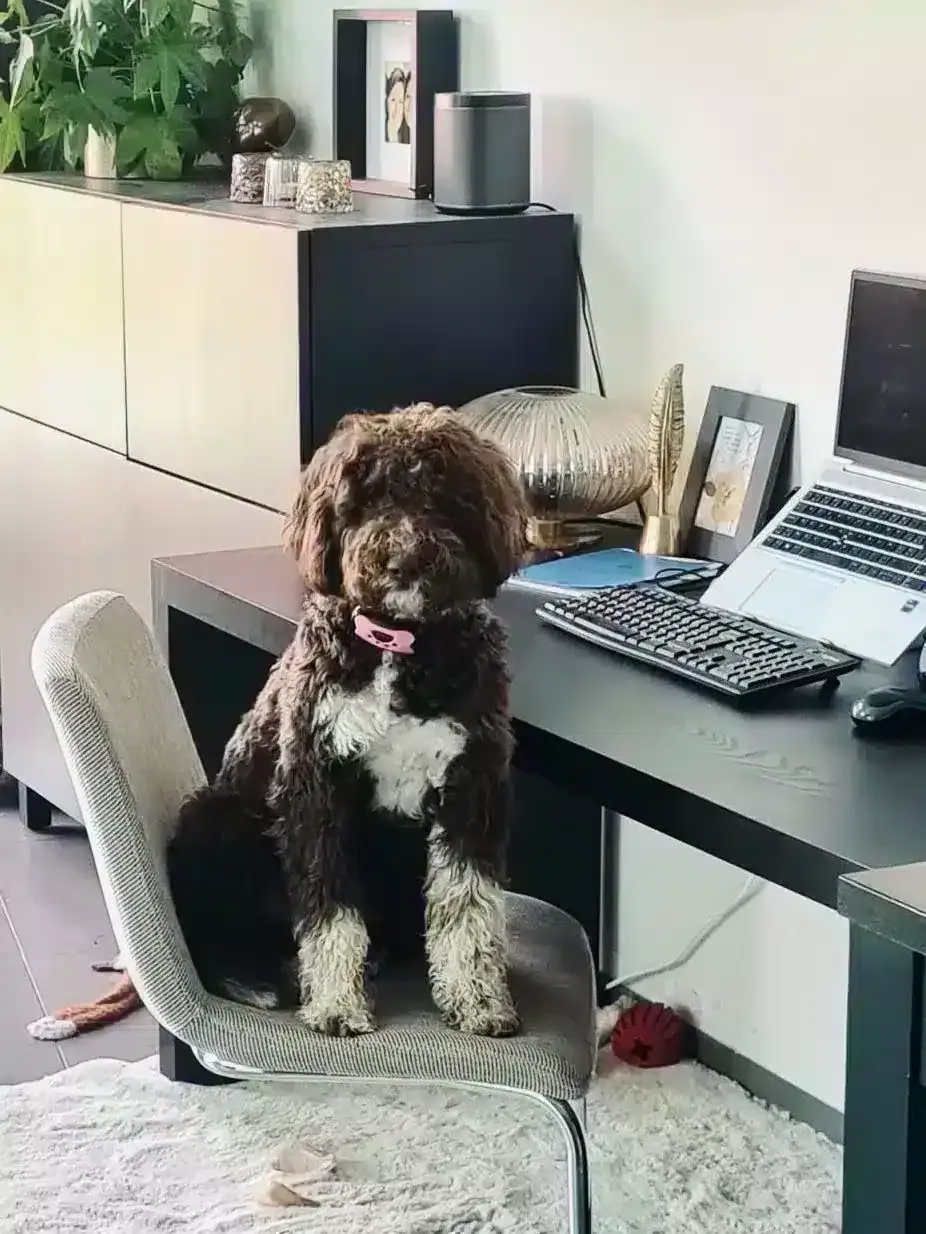 Lagotto romagnolo 8