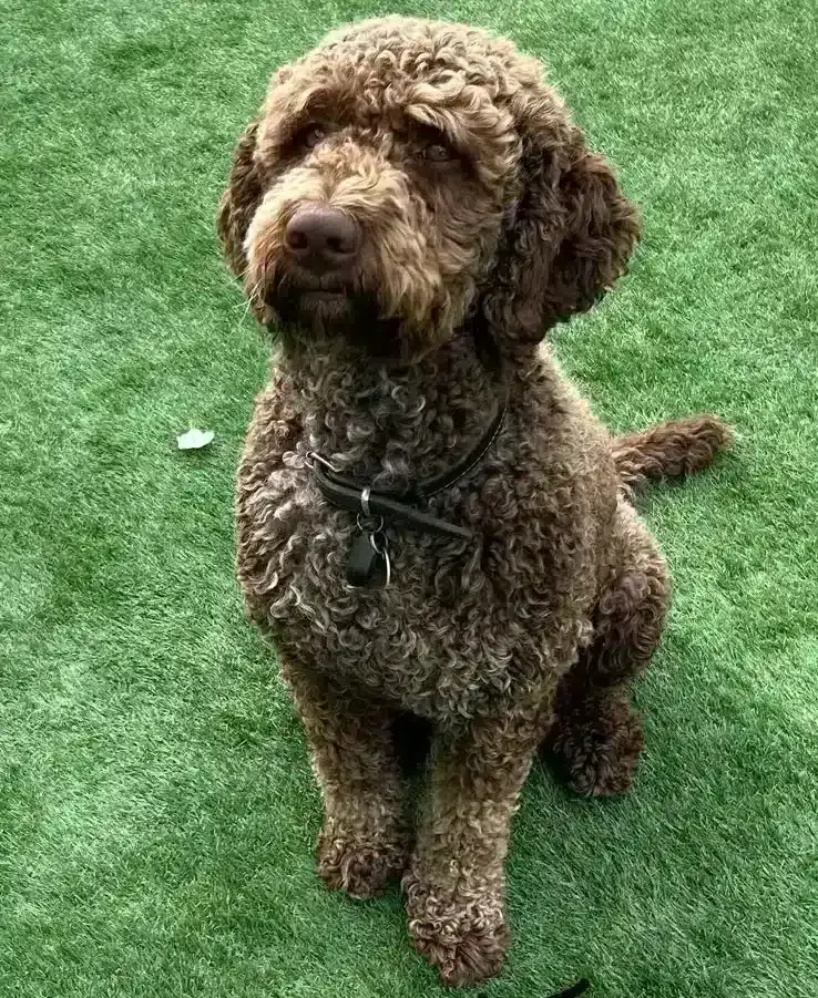 Lagotto romagnolo 5