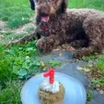 Lagotto romagnolo - coco (sint pietersleeuw, be) 1