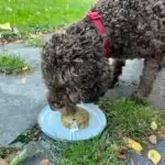 Lagotto romagnolo - coco (sint pietersleeuw, be) 2