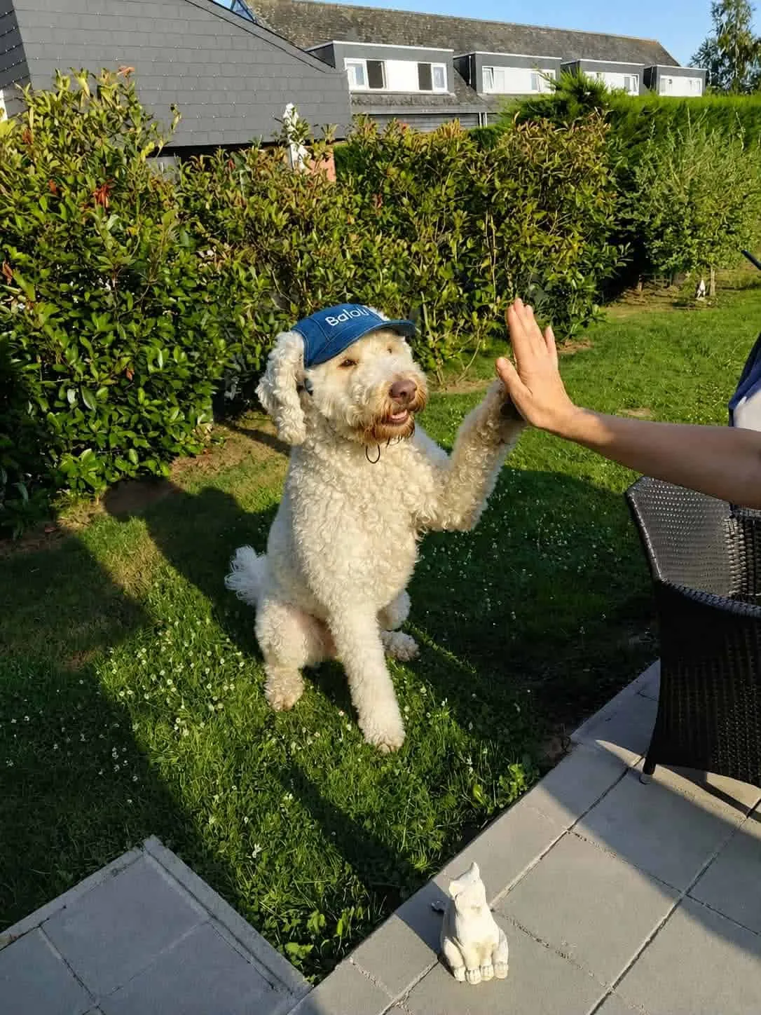 Lagotto romagnolo 3 Un chiot lagotto romagnolo arrivé à maturité de woefkesranch
